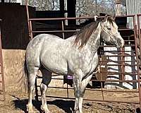 ranch-work-quarter-horse