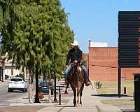 rare-appaloosa-horse