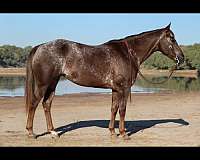 red-roan-varnish-appaloosa-with-silver-highlights-horse