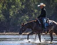 red-roan-aaha-horse