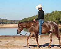 red-roan-aaha-mare