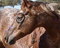 varnish-roan-appaloosa-with-silver-highlights