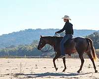 aaha-appaloosa-horse