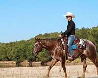 kid-safe-appaloosa-horse