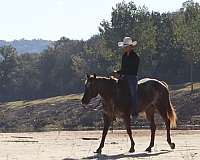 gentle-appaloosa-horse