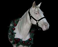 red-roan-varnish-appaloosa-with-silver-highlights-horse