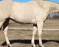 varnish-roan-appaloosa-with-silver-highlights