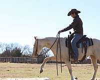 aaha-appaloosa-horse