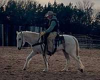 red-roan-varnish-appaloosa-with-silver-highlights-horse