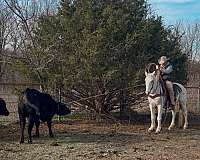 rare-appaloosa-horse