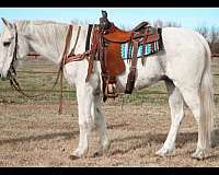 varnish-roan-appaloosa-with-silver-highlights-horse