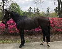 breeding-warmblood-horse