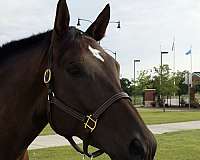 dressage-warmblood-horse