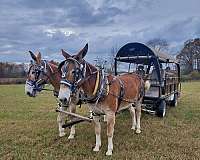 mule-for-sale