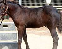 14-hand-connemara-pony-colt