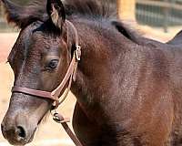 black-connemara-pony