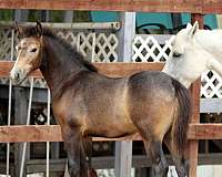 grey-pony-gelding-stallion