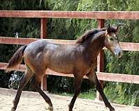 grey-connemara-pony-gelding