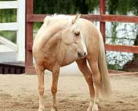 palomino-crossbred-pony-for-sale