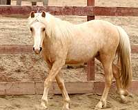 palomino-crossbred-pony