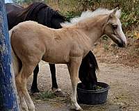 13-hand-crossbred-pony-gelding