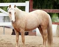 palomino-gelding-for-sale