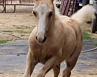 13-hand-palomino-pony