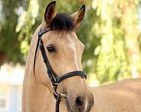 buckskin-acps-horse