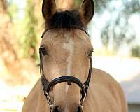 all-around-connemara-pony