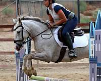 dressage-connemara-pony