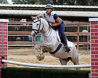 eventing-connemara-pony