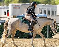 jumping-connemara-pony