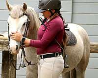 hunter-jumper-connemara-pony