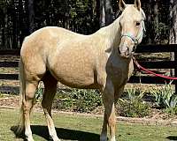 star-snip-socks-on-all-four-legs-horse