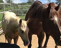 flaxen-tail-quarter-horse