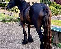 british-native-mare