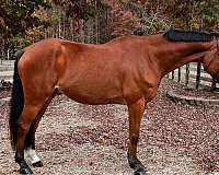 won-warmblood-horse