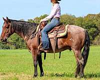 calf-roping-quarter-horse