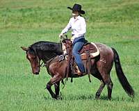 ranch-versatility-quarter-horse