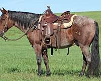 ranch-work-quarter-horse