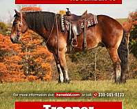 all-around-draft-horse