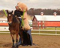 athletic-draft-horse