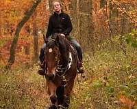 beginner-draft-horse