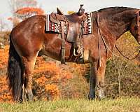 cross-draft-horse