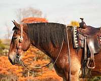 draft-horse