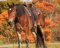 driving-draft-horse