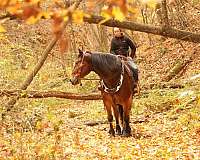 flashy-draft-horse