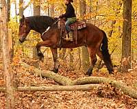 parade-draft-horse