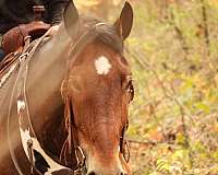 ranch-work-draft-horse