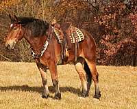 show-draft-horse